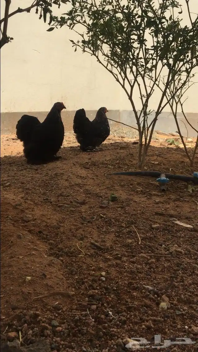 دجاج كوشن قزمي عمر 4 شهور و 3 شهور 3