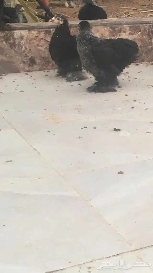 دجاج كوشن قزمي عمر 4 شهور و 3 شهور 1