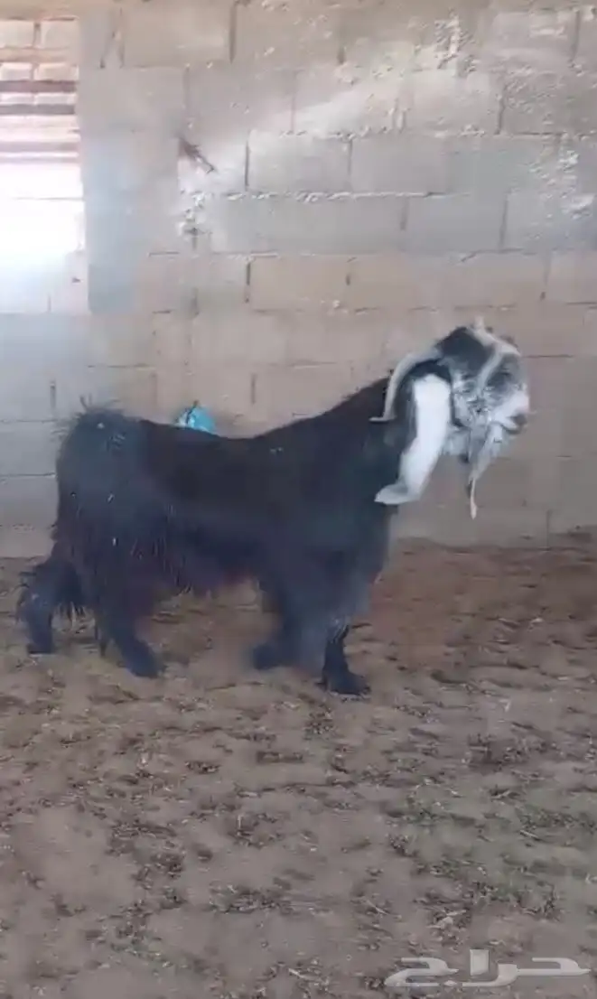 فحل عارضي صنف خصم 8