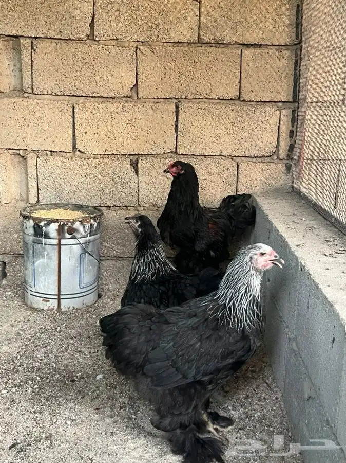 براهما 3