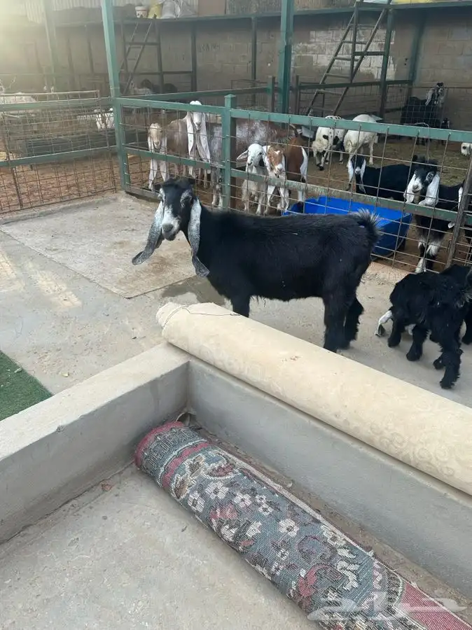 عنز متبع 2