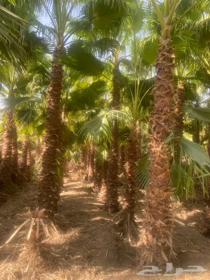 نخل واشنطن زينه للبيع 2