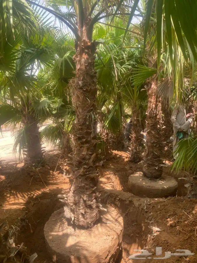 نخل واشنطن زينه للبيع 0