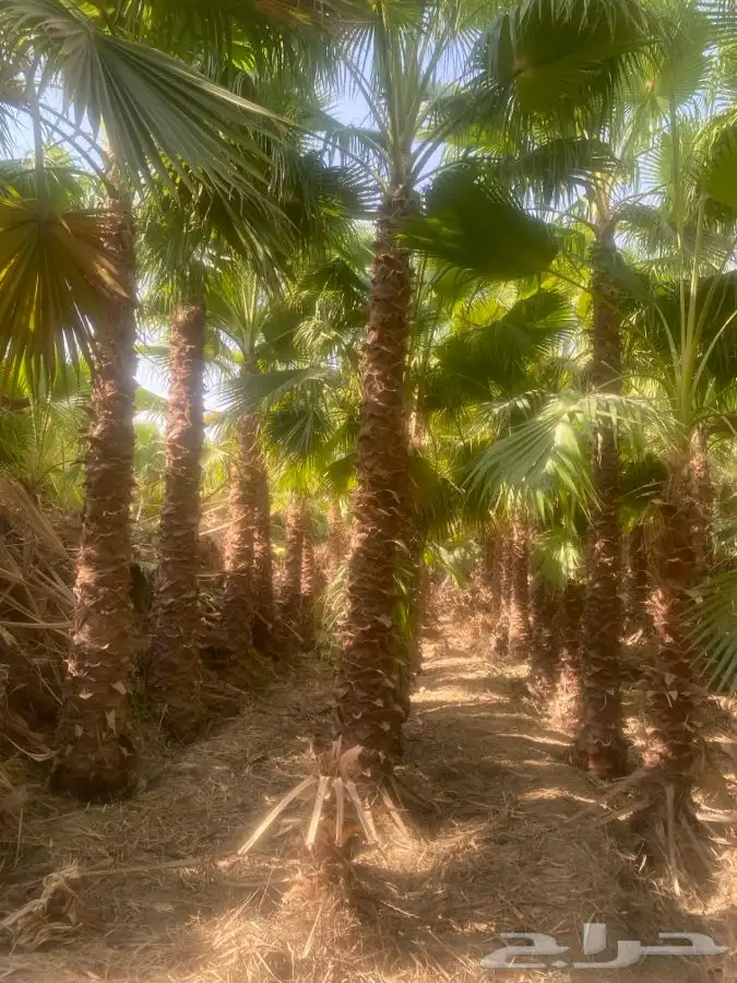 نخل واشنطن زينه للبيع 5