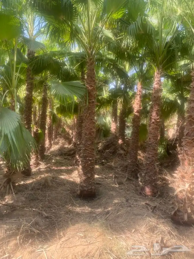 نخل واشنطن زينه للبيع 4