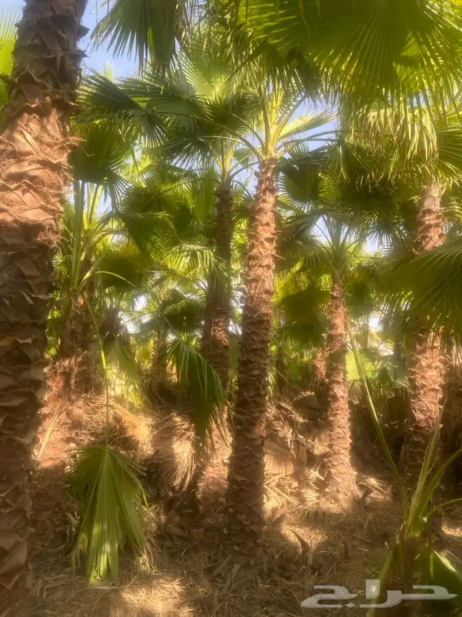 نخل واشنطن زينه للبيع 3