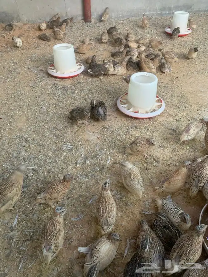 سمان جامبو 4