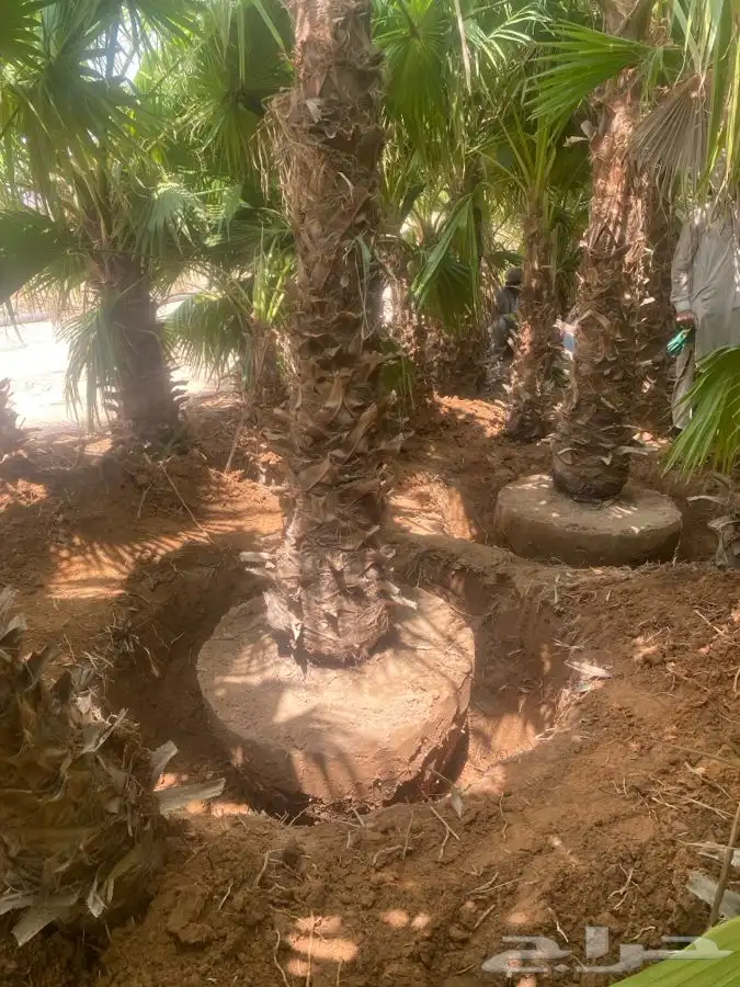 نخل واشنطن زينه للبيع 1