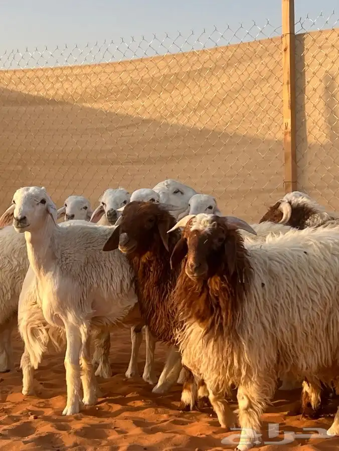 ابو عبدالله للذبايح 9