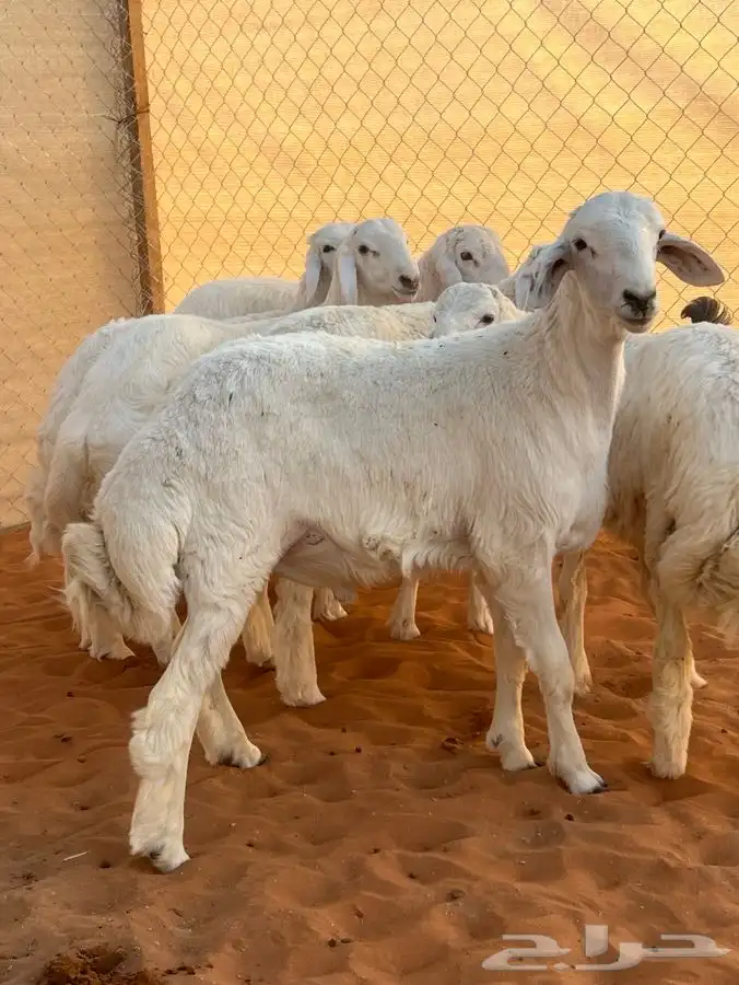 ابو عبدالله للذبايح 1