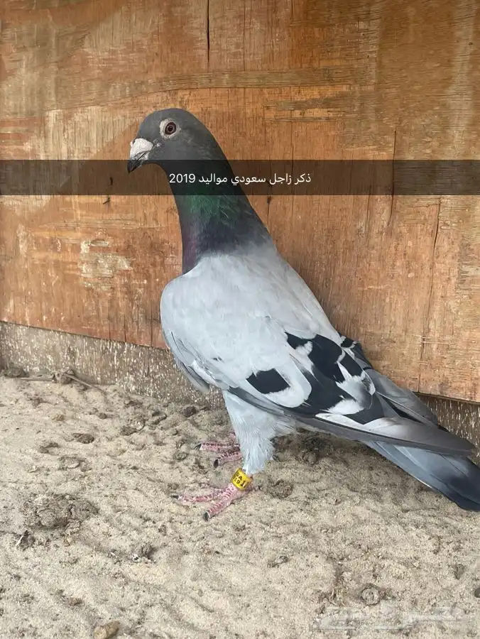 حمام زاجل سباق 1