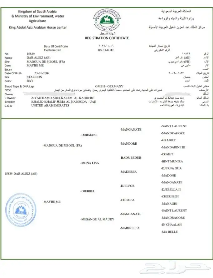 حصان فرنسي 11