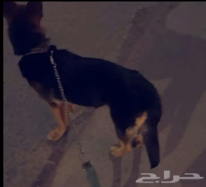 كلب جيرمن شبرد 0