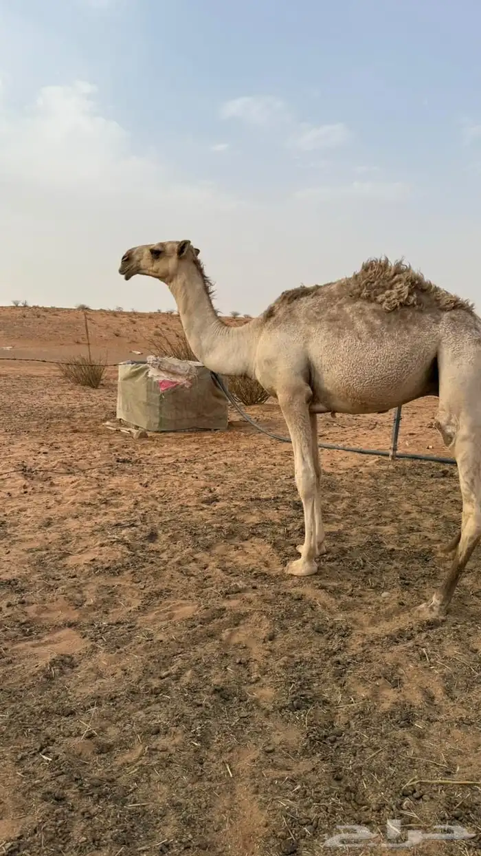 قعود للبيع 0