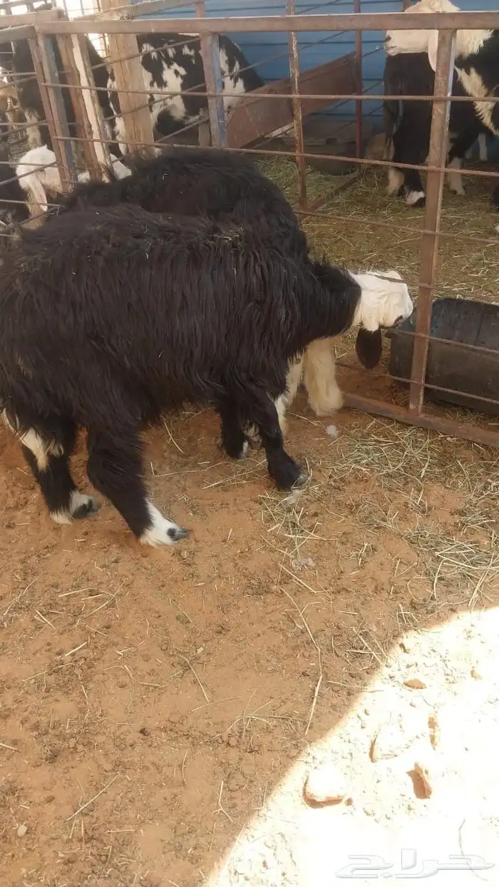 نجد رخلين وطلي 3