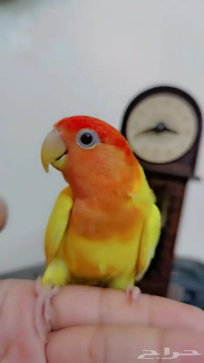 للبيع ببغاء الروز اصفريكو اليف جدا 3