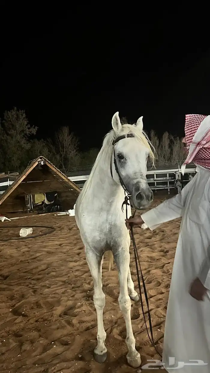 حصان واهو مصري 2