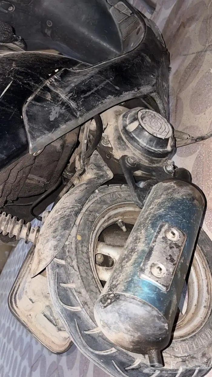 دباب بطه اسود للبيع 3