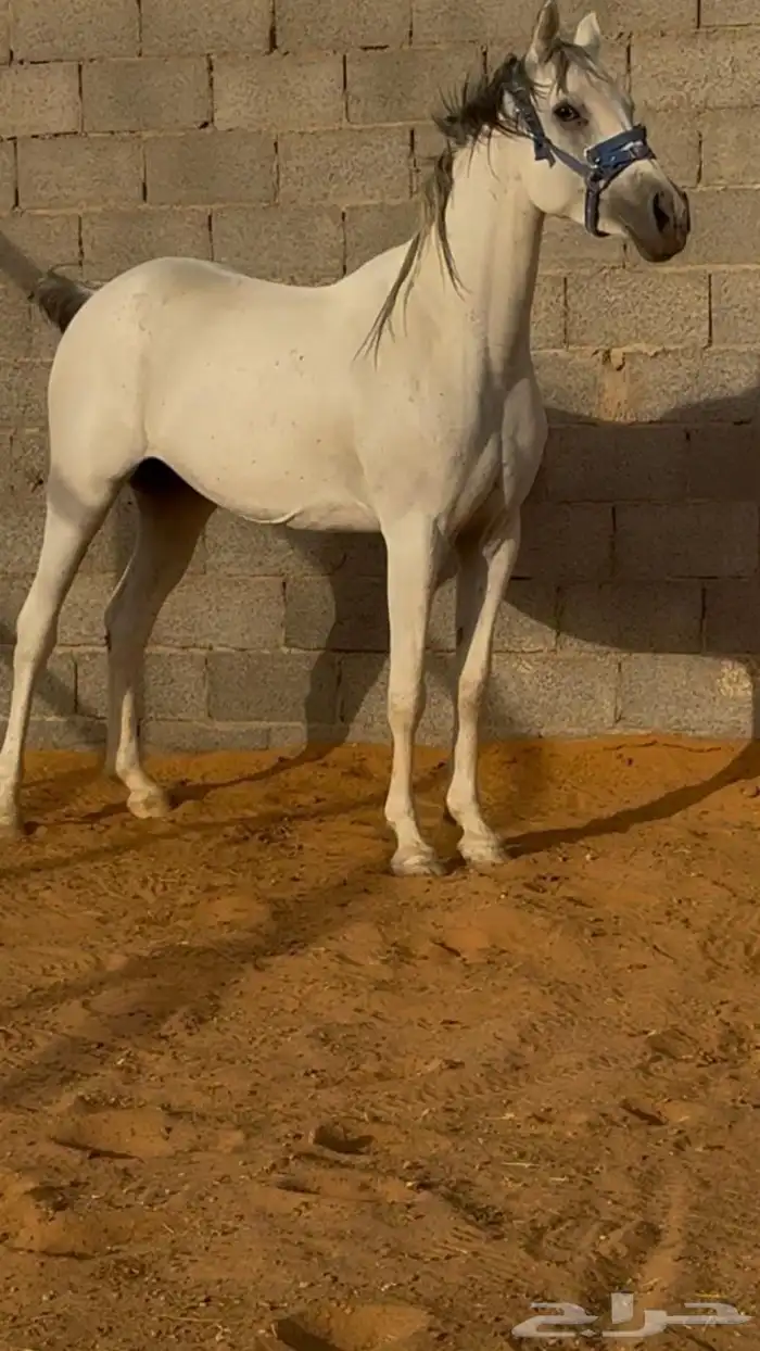 فرس للبيع 1