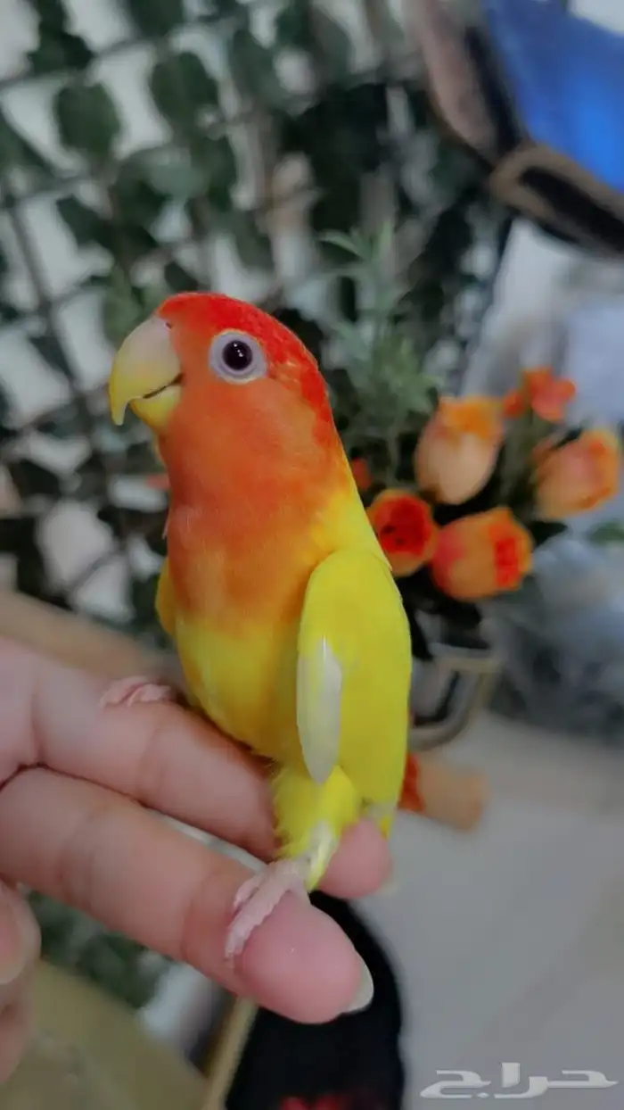 للبيع ببغاء الروز اصفريكو اليف جدا 4