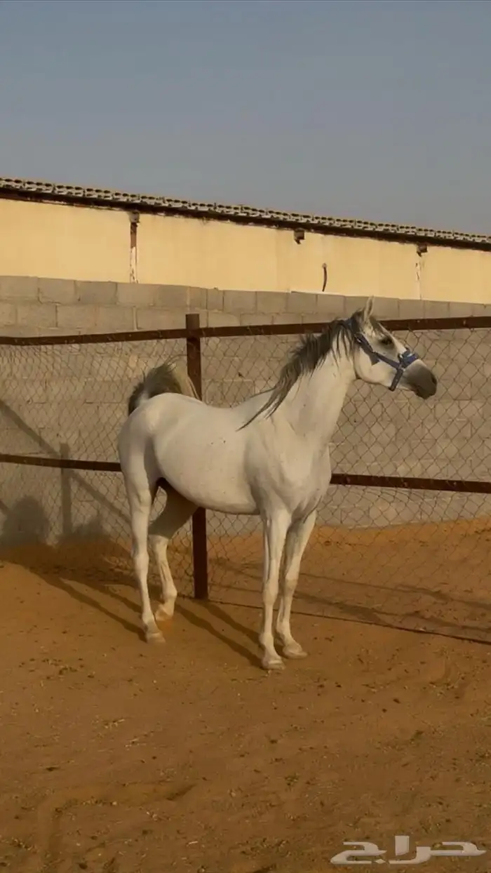 فرس للبيع 0