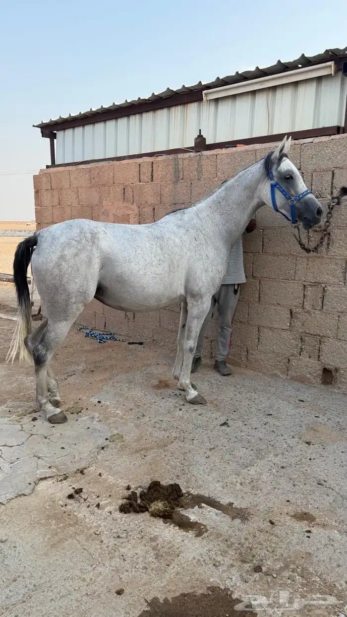 للبيع فرس صغيره ولقاح ثقيل باقي عليها كم يوم وتفلي 0