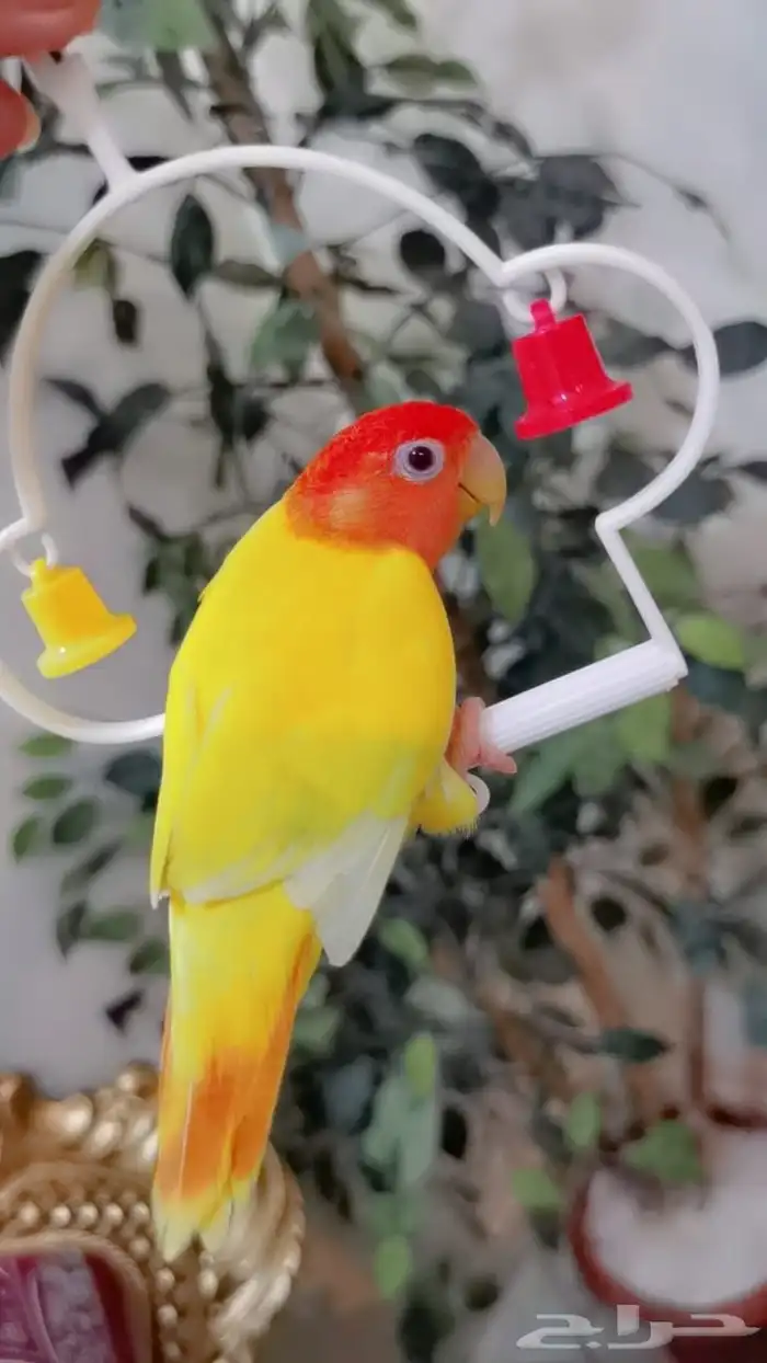 للبيع ببغاء الروز اصفريكو اليف جدا 0