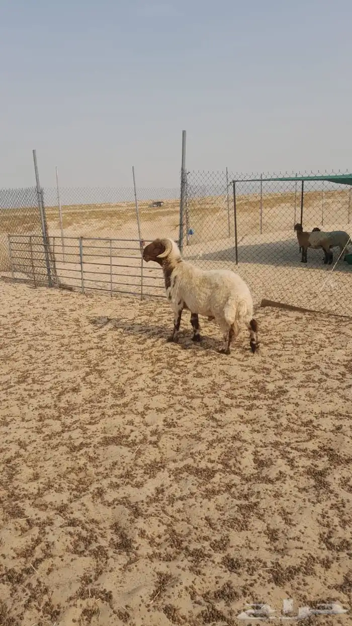 فحل نعيمي رباع 4