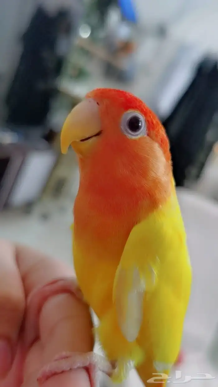 للبيع ببغاء الروز اصفريكو اليف جدا 2