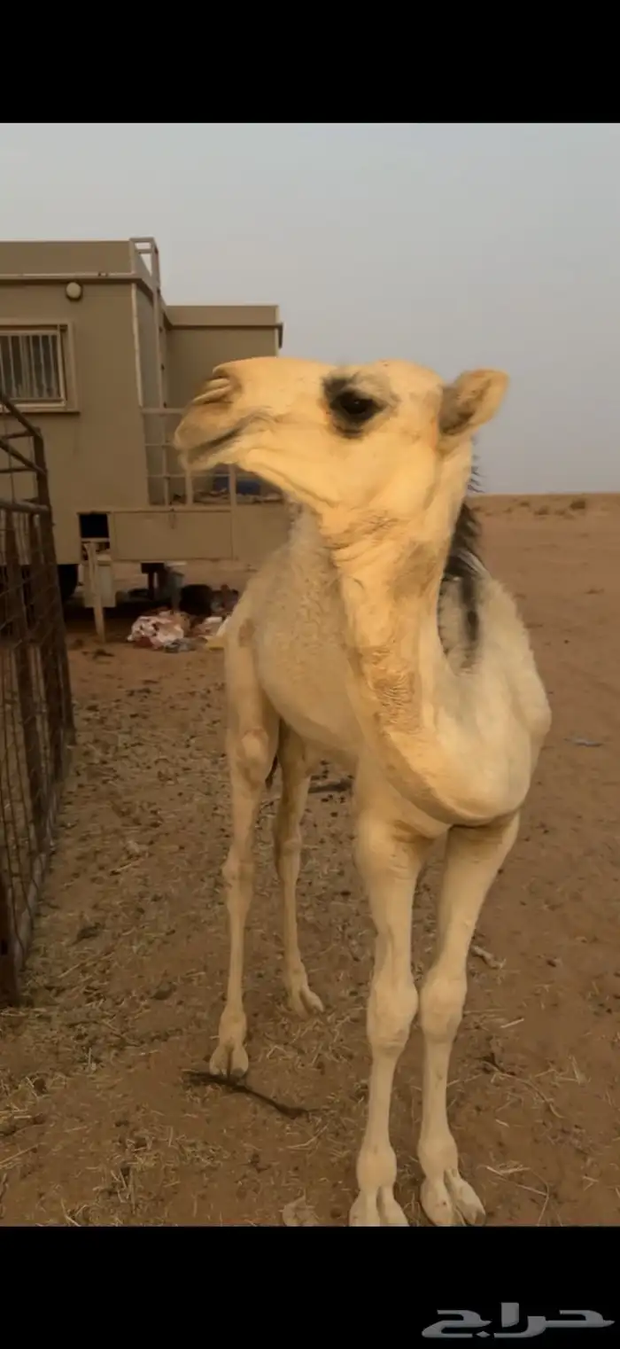 خلفه مجهم 0