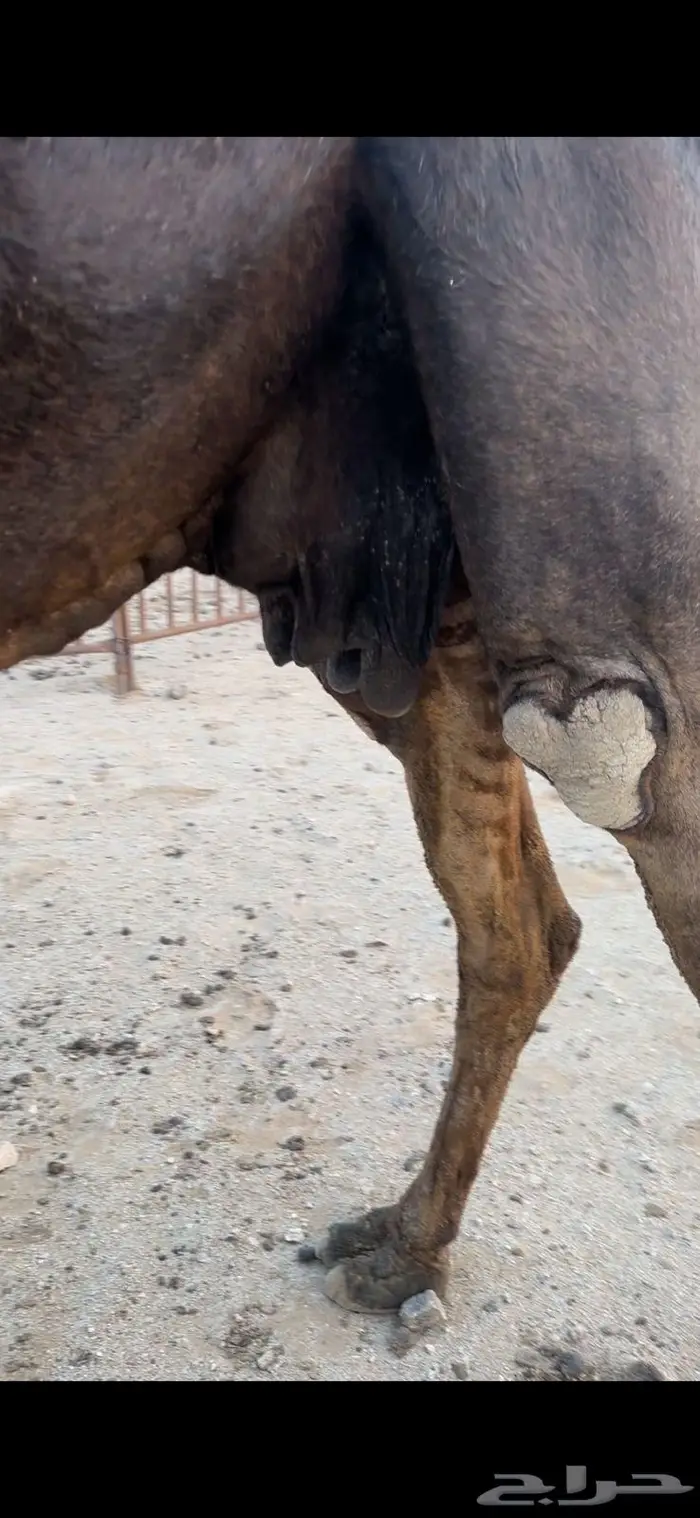 مجهم عشرا 0
