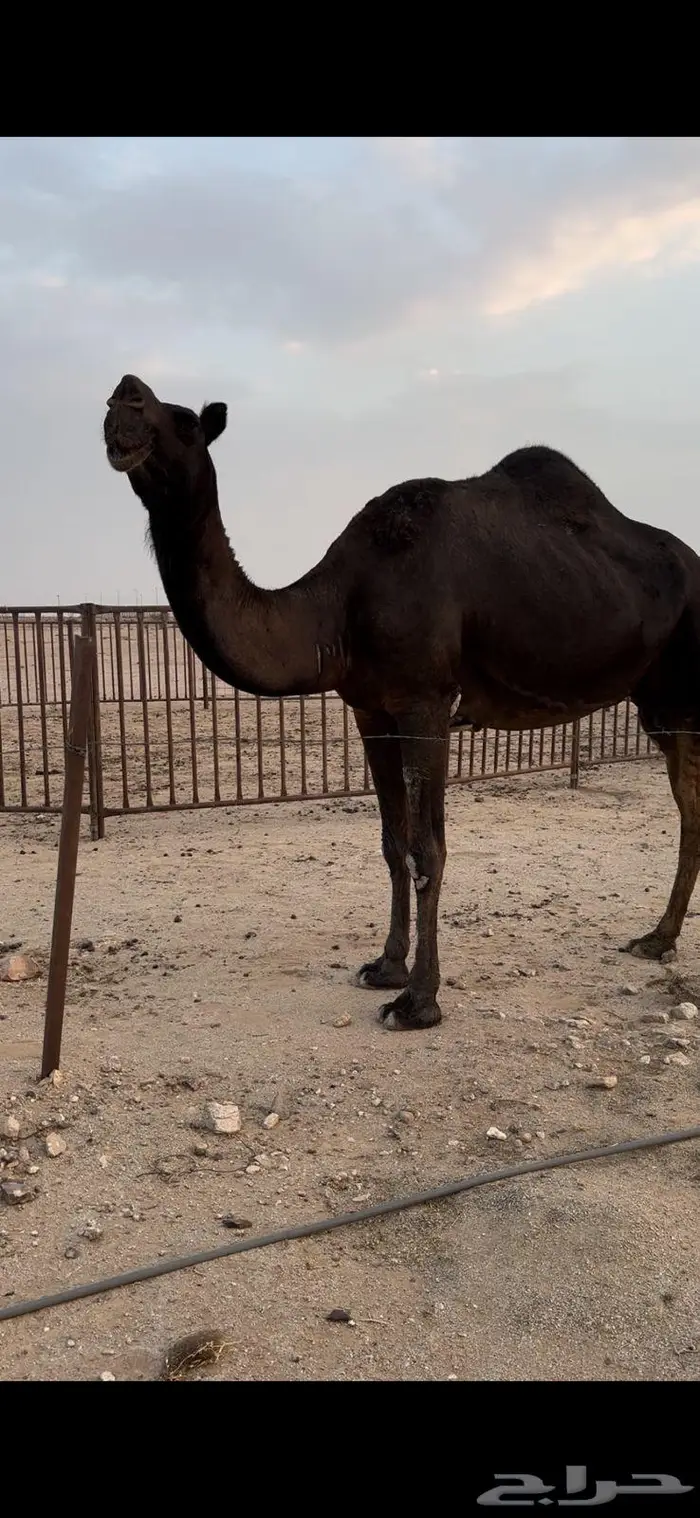 مجهم عشرا 1