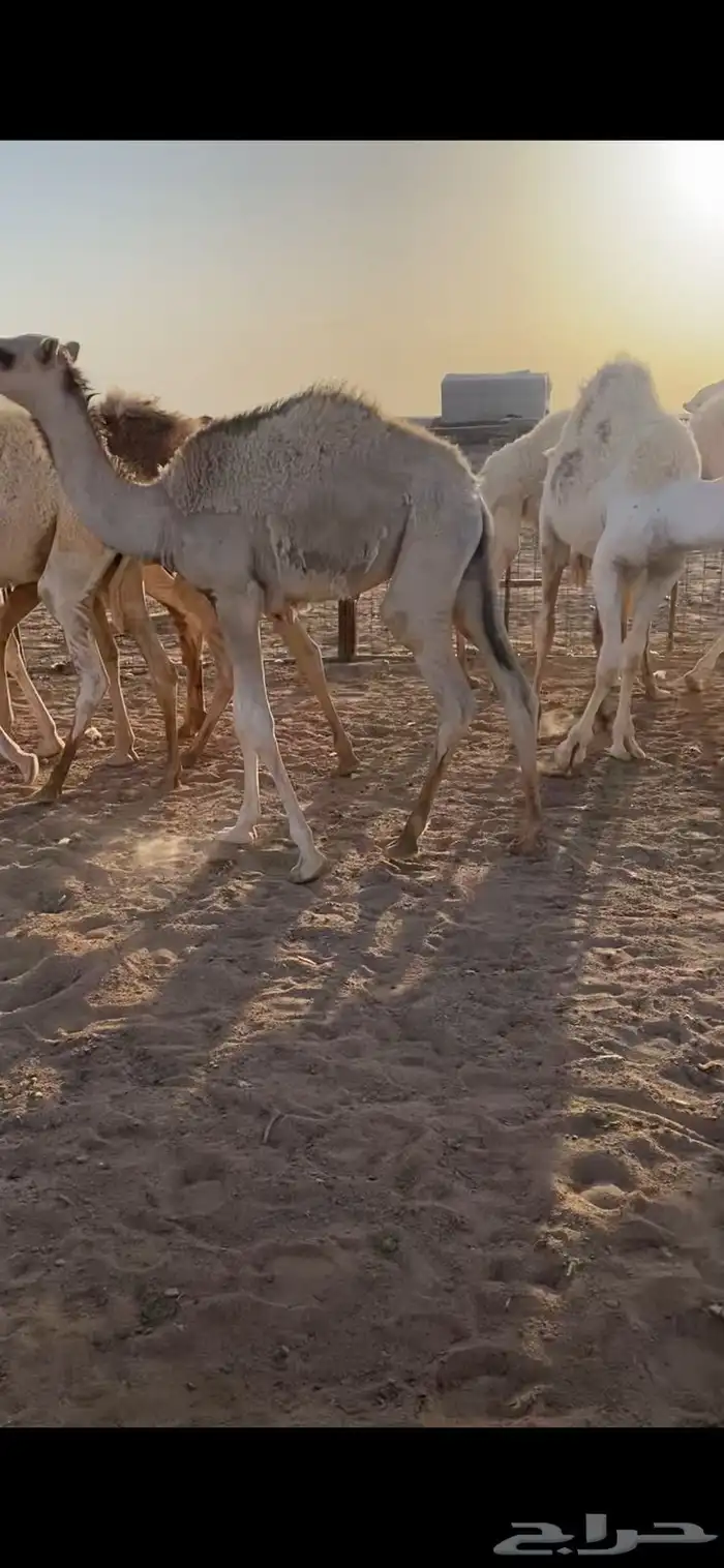 قعدان للبيع 7