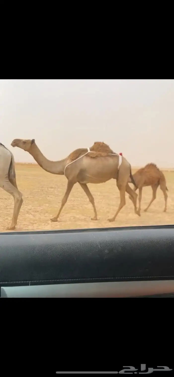 العشرا الشعلا الكفو 1