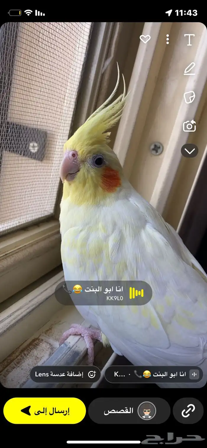 كروان 1