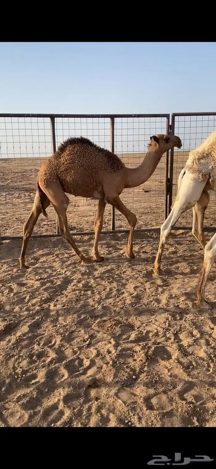 قعدان للبيع 5