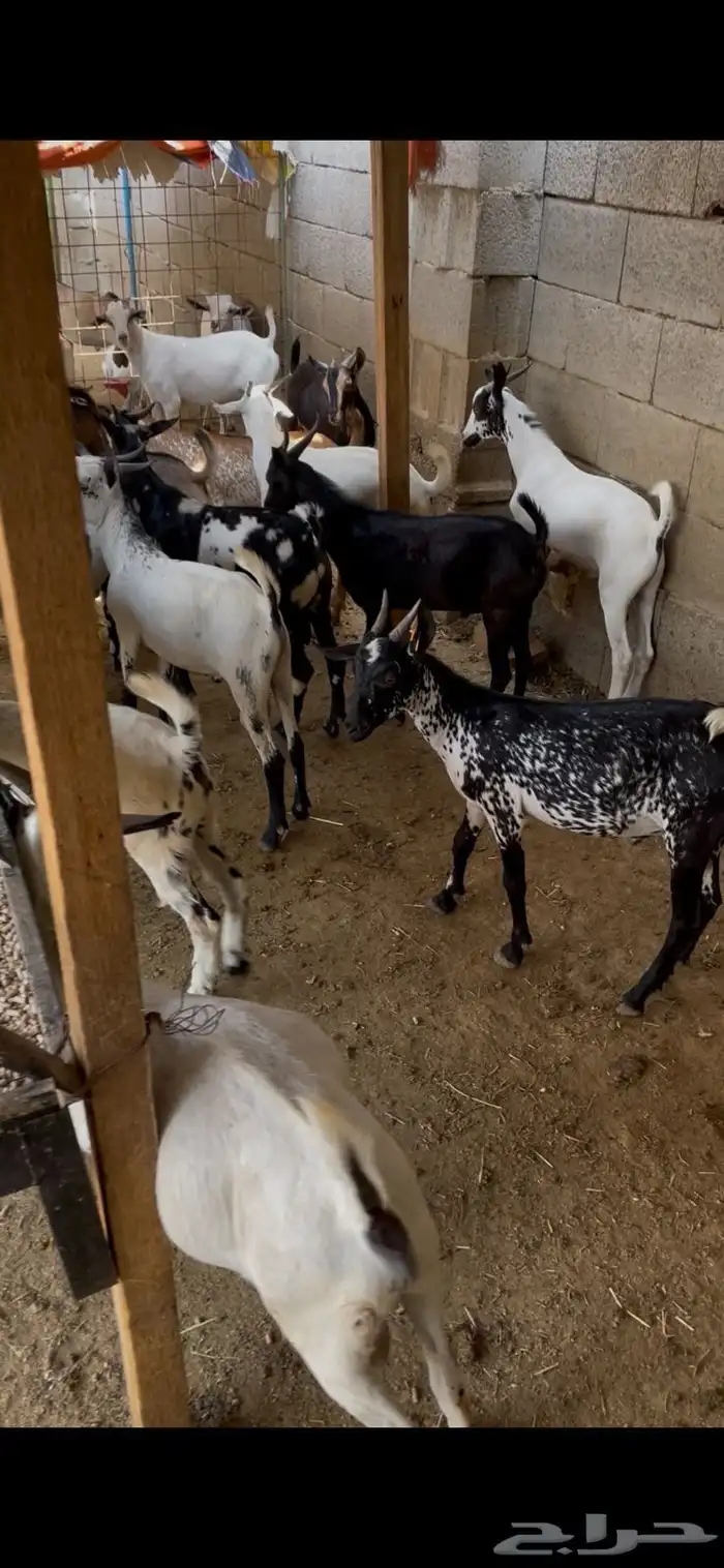 تيوس مرابي سمان 6