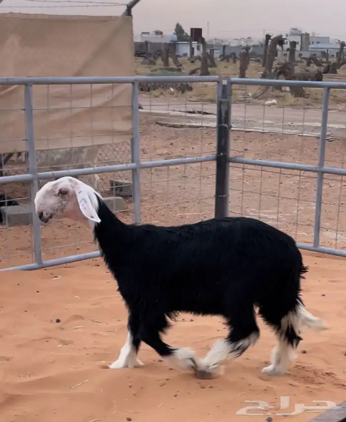 رخل نجدية صنف خصم 4