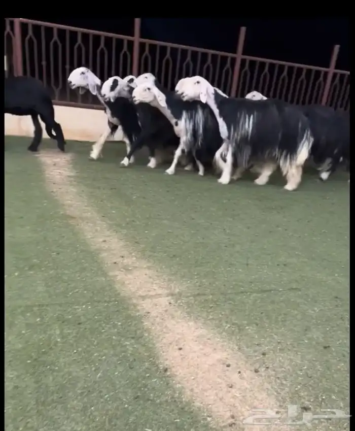 شياه نجد دفيع 1