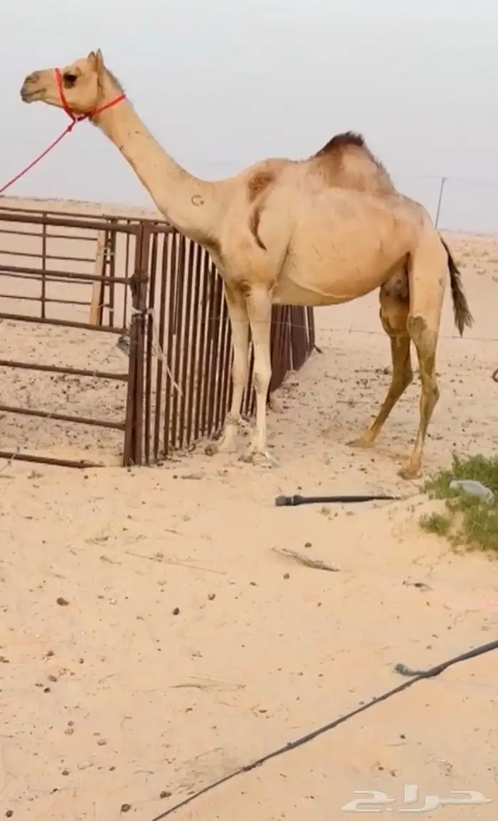 خلفه كفو بنت الربان تحتها بكره للبيع هجن 0