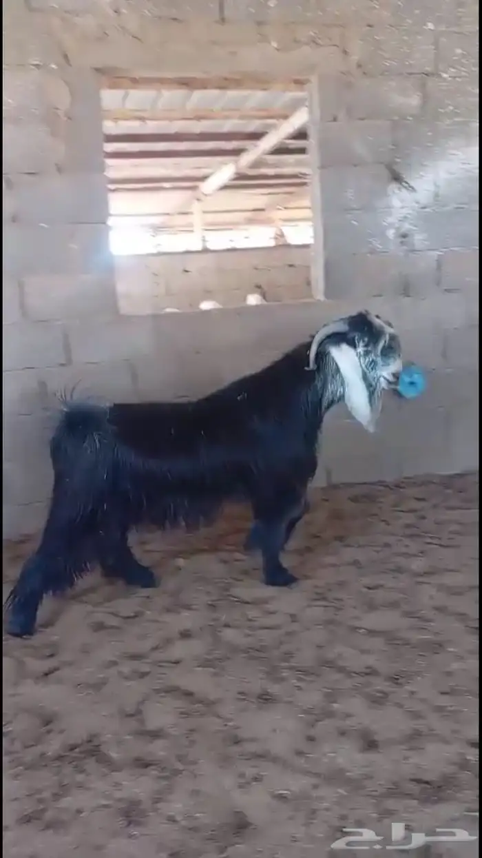 فحل عارضي صنف خصم 3
