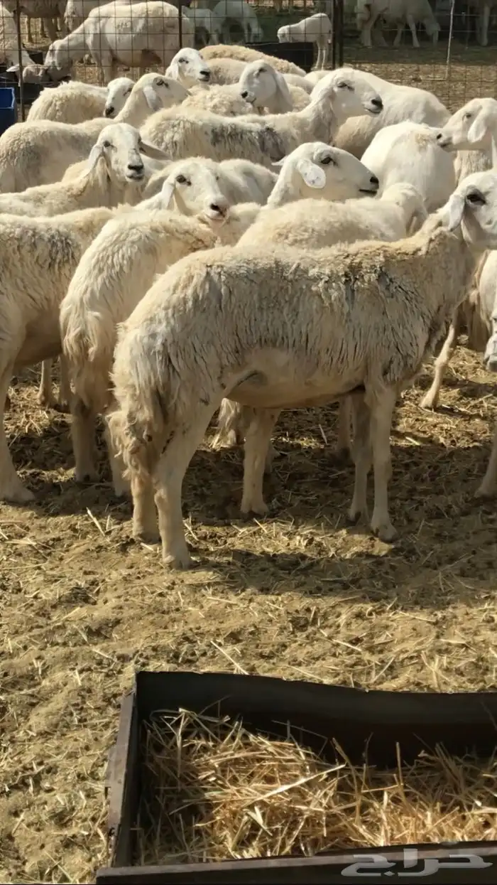 خلفات حريات حرش 3
