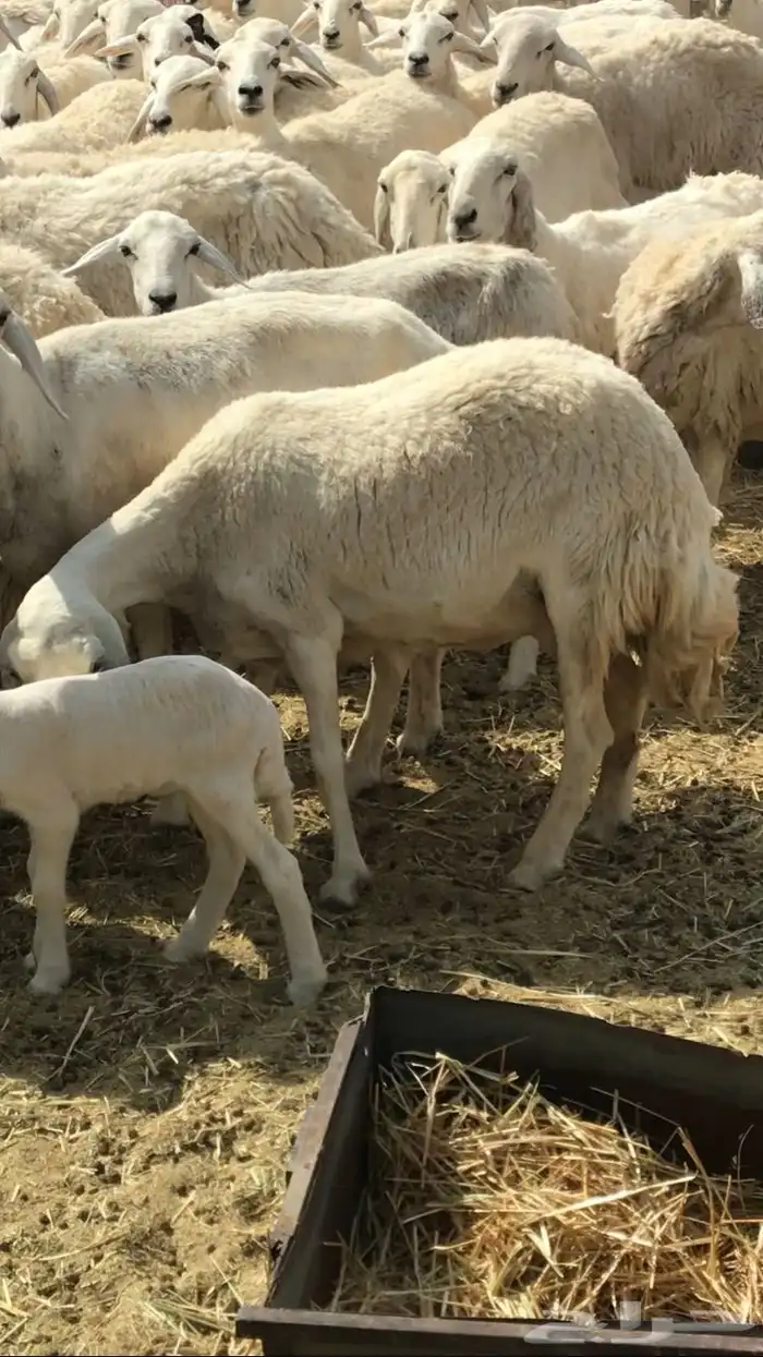 خلفات حريات حرش 6