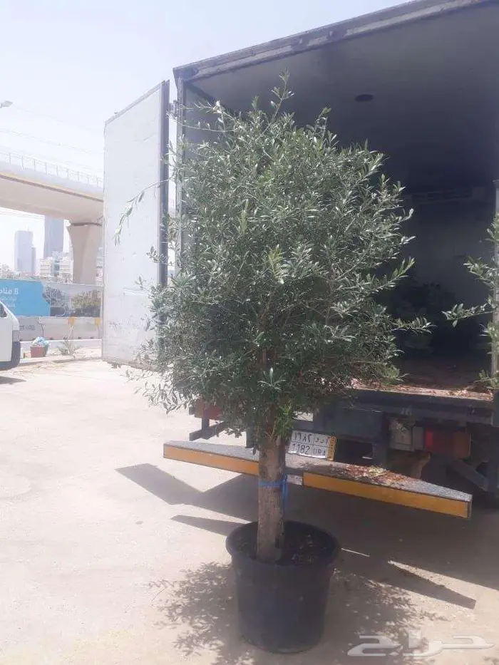 زيتون اشجار معمره 0