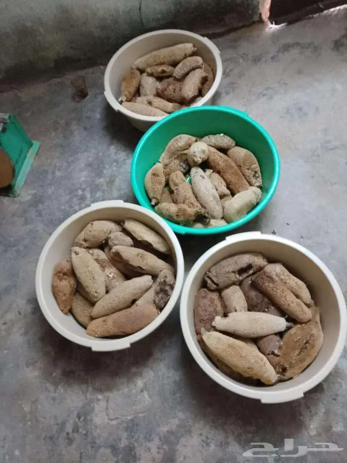 عسل بري حر جديد 25 كيلو الكيلو ب100 0