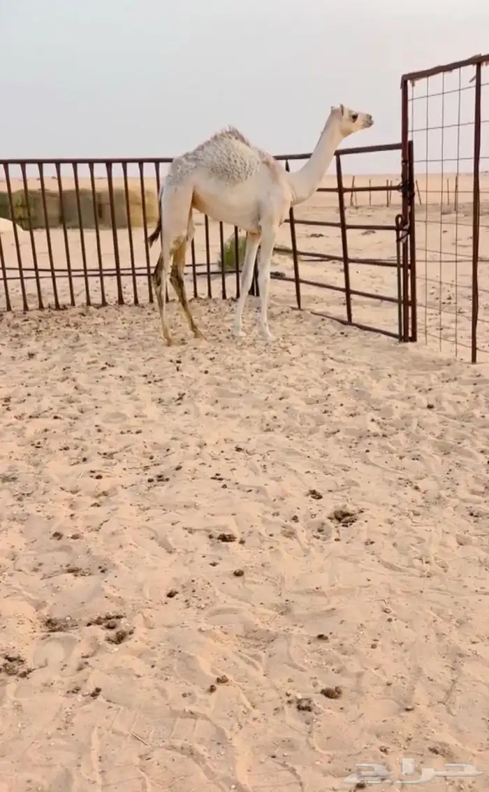 خلفه كفو بنت الربان تحتها بكره للبيع هجن 1