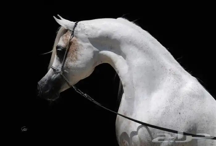 إيواء خيل 0