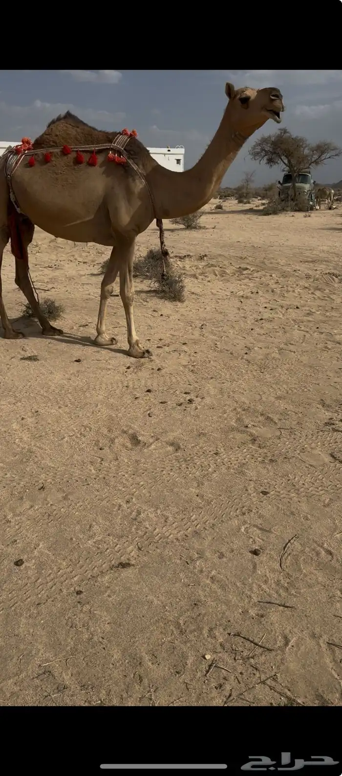 خلفه حمرا دم الحليب سطل وهديه سنها ثنيه يطلع الربع 0