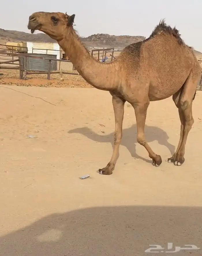 للبيع بكره دبيانيه طيبه 0