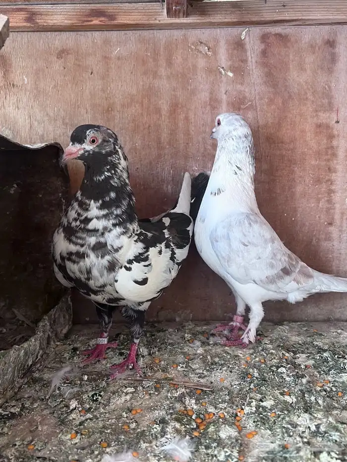 جوز بكستاني 3